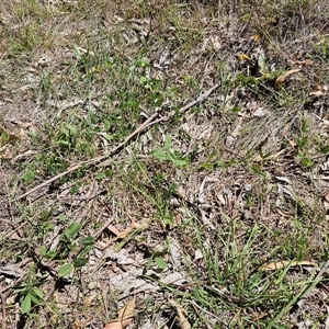 Glycine tabacina at Hawker, ACT - 18 Jan 2025