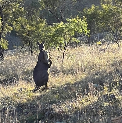 Osphranter robustus woodwardi at Throsby, ACT - 17 Jan 2025 by RangerRiley