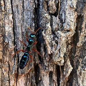 Diamma bicolor (Blue ant, Bluebottle ant) at Greenway, ACT by Shazw