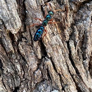 Diamma bicolor at Greenway, ACT - 19 Jan 2025 12:09 PM