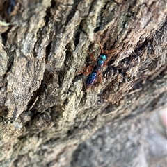 Diamma bicolor at Greenway, ACT - 19 Jan 2025 12:09 PM