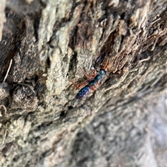 Diamma bicolor at Greenway, ACT - 19 Jan 2025 12:09 PM