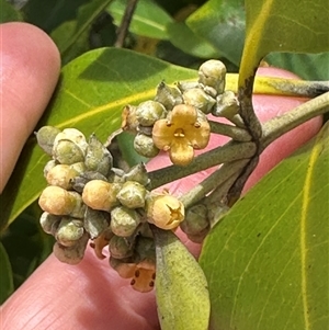 Avicennia marina subsp. australasica at Bongaree, QLD by lbradley