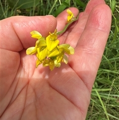 Unidentified Pea at Bongaree, QLD - 19 Jan 2025 by lbradley