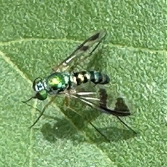 Dolichopodidae (family) (Unidentified Long-legged fly) at Bongaree, QLD - 19 Jan 2025 by lbradley