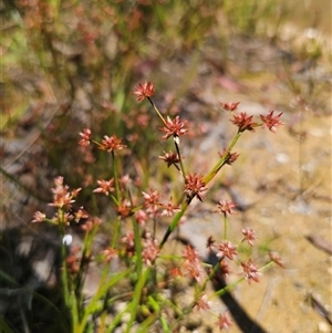 Juncus prismatocarpus (Branching Rush) at Captains Flat, NSW by Csteele4