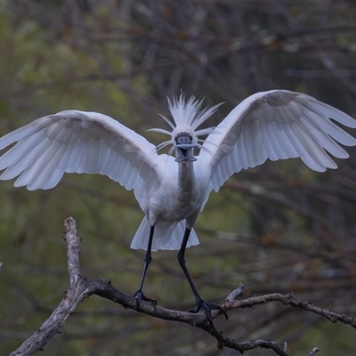 Platalea regia (Royal Spoonbill) at Fyshwick, ACT - 19 Jan 2025 by rawshorty