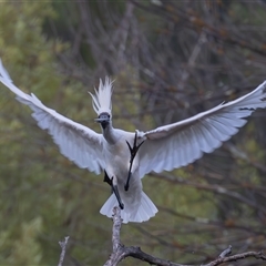 Platalea regia at Fyshwick, ACT - 19 Jan 2025 06:38 AM