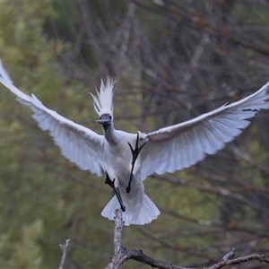 Platalea regia at Fyshwick, ACT - 19 Jan 2025 06:38 AM