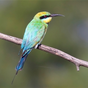 Merops ornatus (Rainbow Bee-eater) at Strathnairn, ACT by jb2602