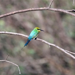 Merops ornatus at Strathnairn, ACT - 16 Jan 2025 05:01 PM