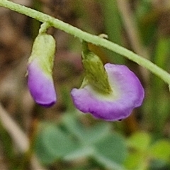 Glycine clandestina (Twining Glycine) at Bungonia, NSW - 18 Jan 2025 by trevorpreston