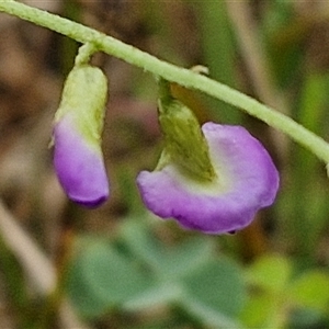 Glycine clandestina (Twining Glycine) at Bungonia, NSW by trevorpreston