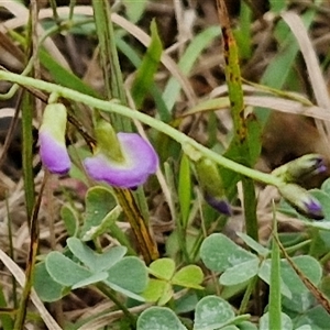 Glycine clandestina at Bungonia, NSW - 19 Jan 2025