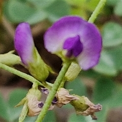 Glycine clandestina at Bungonia, NSW - 19 Jan 2025