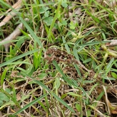 Glycine clandestina at Bungonia, NSW - 19 Jan 2025 10:09 AM
