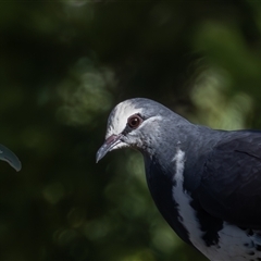 Leucosarcia melanoleuca (Wonga Pigeon) at Uriarra Village, ACT - 19 Jan 2025 by rawshorty