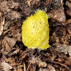 Fuligo septica (Scrambled egg slime) at Bungonia, NSW by trevorpreston