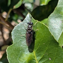 Hermetia illucens (American Soldier Fly) at Franklin, ACT - 19 Jan 2025 by chriselidie