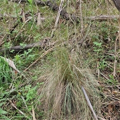 Poa sieberiana (Poa Tussock) at Bungonia, NSW - 18 Jan 2025 by trevorpreston