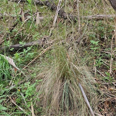 Poa sieberiana (Poa Tussock) at Bungonia, NSW - 18 Jan 2025 by trevorpreston