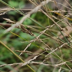 Poa sieberiana at Bungonia, NSW - 19 Jan 2025