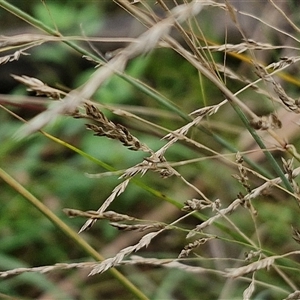 Poa sieberiana at Bungonia, NSW - 19 Jan 2025