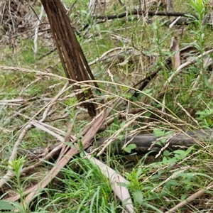 Poa sieberiana at Bungonia, NSW - 19 Jan 2025