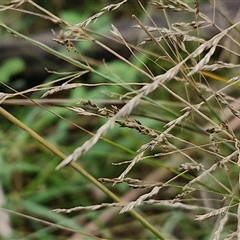 Poa sieberiana at Bungonia, NSW - 19 Jan 2025