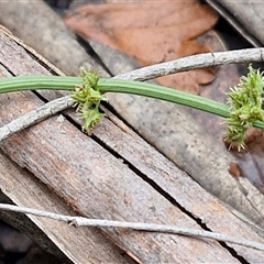 Rumex brownii (Slender Dock) at Bungonia, NSW - 18 Jan 2025 by trevorpreston