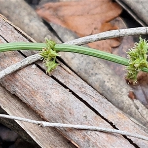 Rumex brownii at Bungonia, NSW - 19 Jan 2025