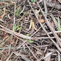 Rumex brownii at Bungonia, NSW - 19 Jan 2025