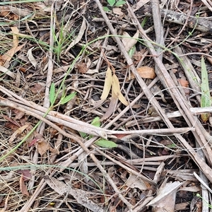 Rumex brownii at Bungonia, NSW - 19 Jan 2025