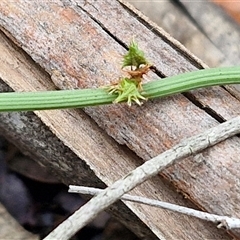 Rumex brownii at Bungonia, NSW - 19 Jan 2025