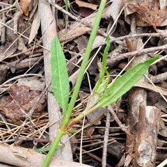 Rumex brownii at Bungonia, NSW - 19 Jan 2025