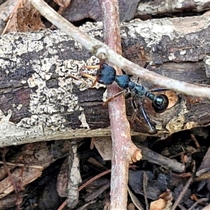 Myrmecia tarsata at Bungonia, NSW - 19 Jan 2025