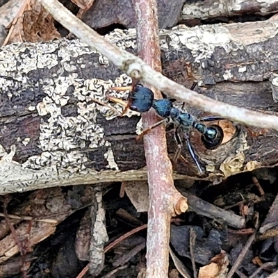 Myrmecia tarsata (Bull ant or Bulldog ant) at Bungonia, NSW - 18 Jan 2025 by trevorpreston