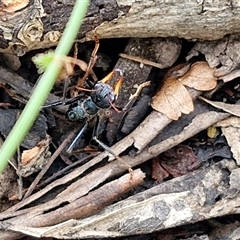 Myrmecia tarsata at Bungonia, NSW - 19 Jan 2025