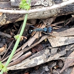 Myrmecia tarsata at Bungonia, NSW - 19 Jan 2025