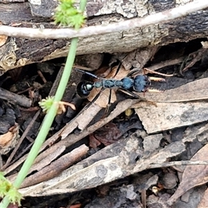 Myrmecia tarsata at Bungonia, NSW - 19 Jan 2025