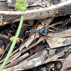 Myrmecia tarsata at Bungonia, NSW - 19 Jan 2025