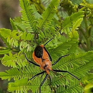 Gminatus australis (Orange assassin bug) at Bungonia, NSW by trevorpreston