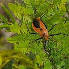 Gminatus australis at Bungonia, NSW - 19 Jan 2025 10:03 AM