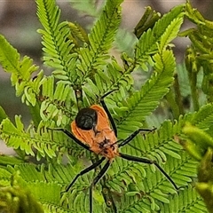 Gminatus australis at Bungonia, NSW - 19 Jan 2025 10:03 AM