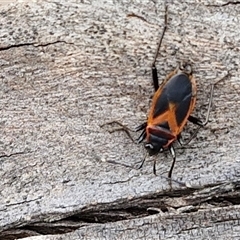 Dindymus circumcinctus (Bordered harlequin bug) at Bungonia, NSW - 18 Jan 2025 by trevorpreston