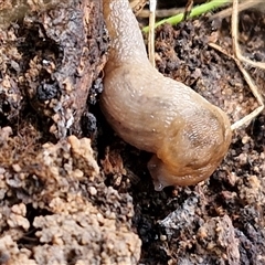 Ambigolimax sp. (valentius and waterstoni) (Striped Field Slug) at Bungonia, NSW - 19 Jan 2025 by trevorpreston