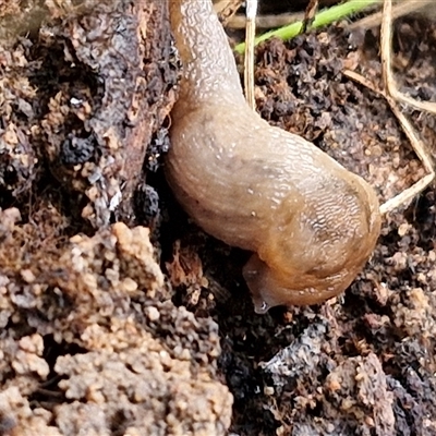 Ambigolimax sp. (valentius and waterstoni) (Striped Field Slug) at Bungonia, NSW - 19 Jan 2025 by trevorpreston