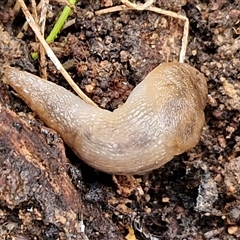 Ambigolimax sp. (valentius and waterstoni) at Bungonia, NSW - 19 Jan 2025 10:01 AM