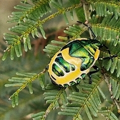 Scutiphora pedicellata (Metallic Jewel Bug) at Bungonia, NSW - 18 Jan 2025 by trevorpreston