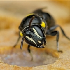 Hylaeus (Hylaeorhiza) nubilosus (A yellow-spotted masked bee) at Weston, ACT - 19 Jan 2025 by Kenp12